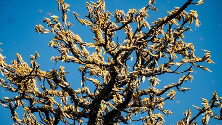 Dievui nereikia neturinčių defektų medžių