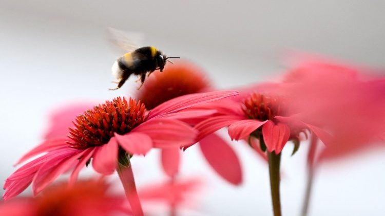 AUSTRIA-NATURE-BEE-ECHINACEA