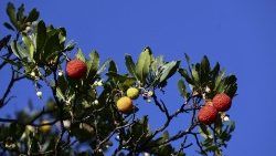 Wie lässt sich der Übergang zu einer klimafreundlichen Wirtschaft finanziell gestalten? Mit dieser Frage beschäftigt sich die afrikanische Ökonomin Vera Songwe schon lange. Jetzt auch in der Päpstlichen Akademie der Sozialwissenschaften