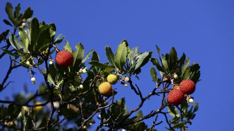 Wie lässt sich der Übergang zu einer klimafreundlichen Wirtschaft finanziell gestalten? Mit dieser Frage beschäftigt sich die afrikanische Ökonomin Vera Songwe schon lange. Jetzt auch in der Päpstlichen Akademie der Sozialwissenschaften