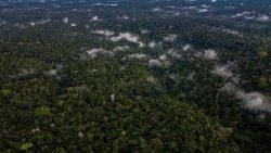 Pogled na amazonsku šumu u Brazilu