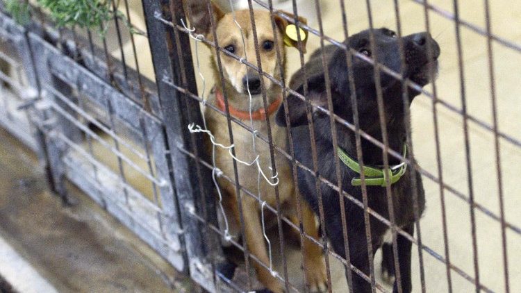 Cani in gabbia (archivio)