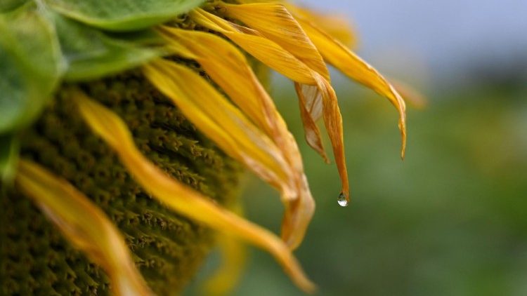 Sonnenblume (Symbolbild)