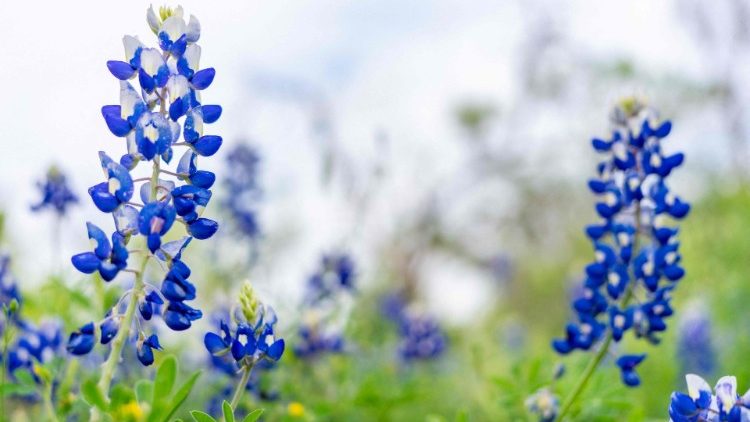 Bluebonnets Bloom Across Texas