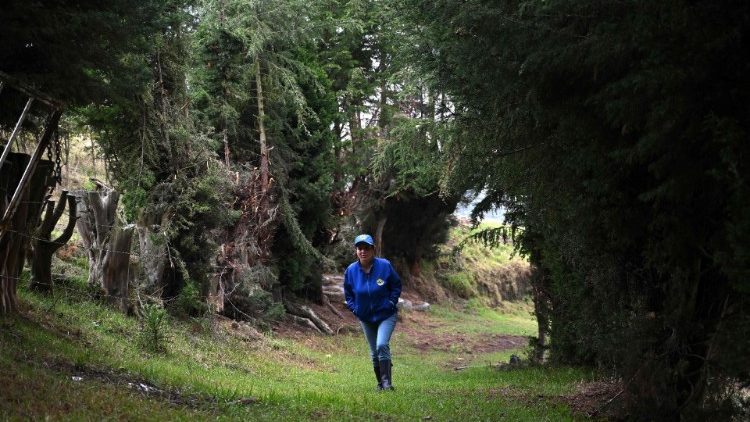 Una donna passeggia in un bosco