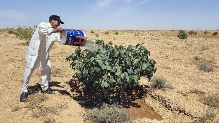 Un hombre riega una higuera con agua extraída de un pozo en su campo de la aldea libia de Kabao, en las montañas de Nafusa, el 26 de mayo de 2024. 