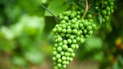 Tafakari ya Neno la Mungu Dominika ya Tatu ya Kipindi cha Kwaresima: Mwaliko kwa waamini kuhakikisha kwamba, wanatumia vyema muda waliopewa na Mungu kwa toba na wongofu wa ndani.