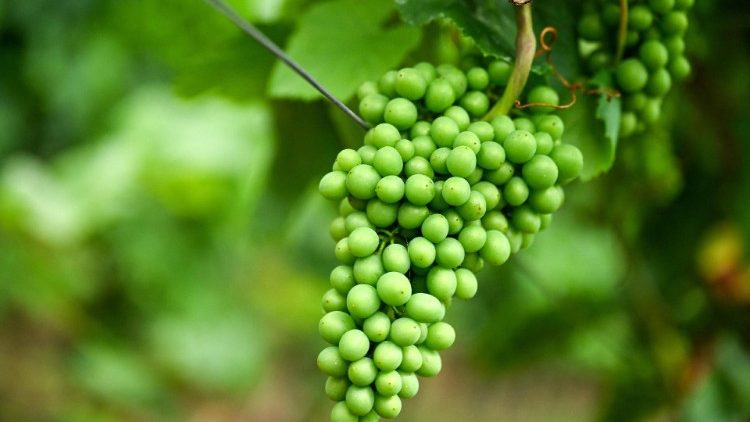 Tafakari ya Neno la Mungu Dominika ya Tatu ya Kipindi cha Kwaresima: Mwaliko kwa waamini kuhakikisha kwamba, wanatumia vyema muda waliopewa na Mungu kwa toba na wongofu wa ndani.