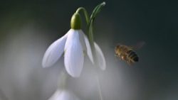 Schneeglöckchen: Erster Frühlings-Vorbote