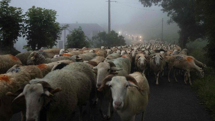 ஆட்டு மந்தை