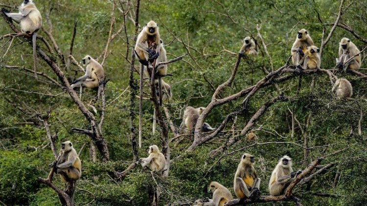 प्रकृति