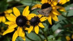 எழில் மிளிரும் இயற்கை