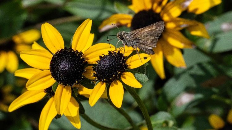 எழில் மிளிரும் இயற்கை