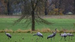 Lời kêu gọi bảo vệ môi trường