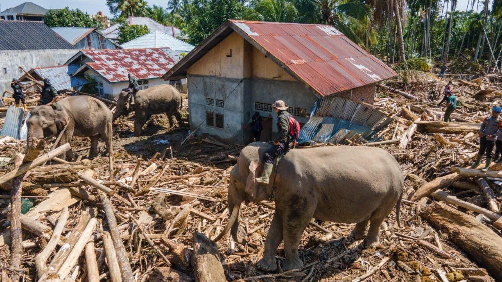 Esta imagem mostra uma vista aérea de membros do Corpo de Brigada Móvel da Indonésia utilizando elefantes de Sumatra para ajudar na remoção de destroços de árvores após enchentes repentinas em Meureudu, distrito de Pidie Jaya, província de Aceh, em 8 de dezembro de 2025. Autoridades nas áreas atingidas pelas enchentes na Indonésia relataram escassez de alimentos, abrigo e medicamentos, enquanto o número de mortos chegou a 950 em 8 de dezembro, após semanas de fortes chuvas. (Foto de CHAIDEER MAHYUDDIN / AFP)