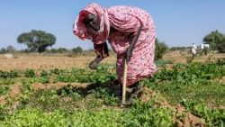 A Sudanese refugee works on a community farm near the Farchana camp, Ouaddai