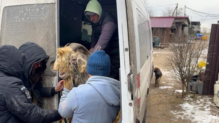 Volunt&aacute;rios evacuam cabras para o abrigo de animais Pegasus, na regi&atilde;o de Dnipropetrovsk, em 7 de fevereiro de 2026, em meio &agrave; invas&atilde;o russa da Ucr&acirc;nia. Volunt&aacute;rios do abrigo Pegasus resgataram oito cabras de Orikhiv, na regi&atilde;o de Zaporizhzhia, que viviam em um por&atilde;o h&aacute; tr&ecirc;s anos devido aos constantes bombardeios. O abrigo auxilia na evacua&ccedil;&atilde;o de animais dom&eacute;sticos das regi&otilde;es da linha de frente. (Foto de Darya Nazarova / AFP)