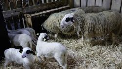Salon international de l'agriculture de Paris.