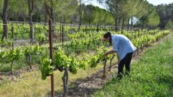 Vignes en France. 