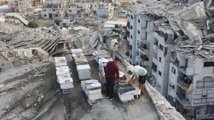 Gli alveari sfollati di Gaza