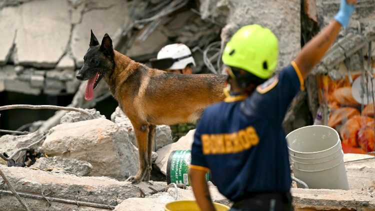 Um c&atilde;o de busca e resgate do Ex&eacute;rcito Colombiano participa da busca por sobreviventes em meio aos escombros de um pr&eacute;dio que desabou ap&oacute;s um terremoto em Pereira, Col&ocirc;mbia, em 12 de agosto de 2026. Socorristas, soldados e volunt&aacute;rios vasculharam pr&eacute;dios de apartamentos e escrit&oacute;rios que desabaram em todo o oeste da Col&ocirc;mbia, numa corrida contra o tempo para encontrar sobreviventes ap&oacute;s o terremoto mais forte do s&eacute;culo no pa&iacute;s, que matou pelo menos 239 pessoas e deixou muitas outras desabrigadas em 10 de agosto de 2026. O terremoto de magnitude 7,4 feriu mais de 1.670 pessoas, segundo dados das autoridades municipais. (Foto de Luis ACOSTA / AFP)
