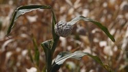 Ілюстрацыйнае фота