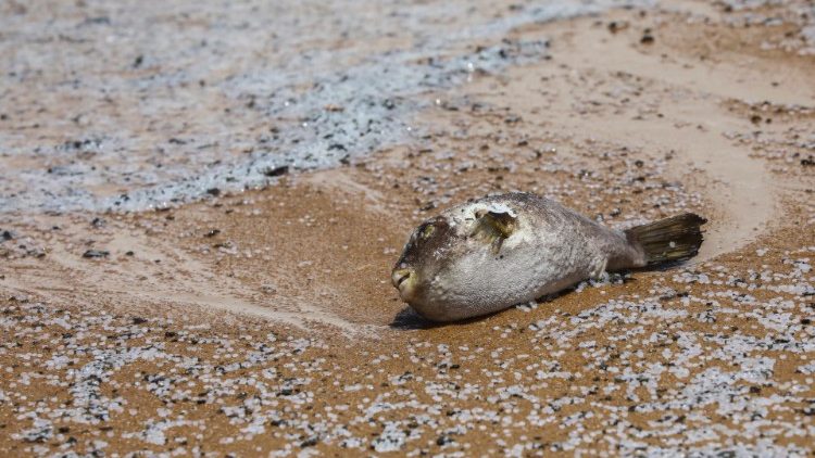 Toter Fisch am Strand der Negombo-Lagune