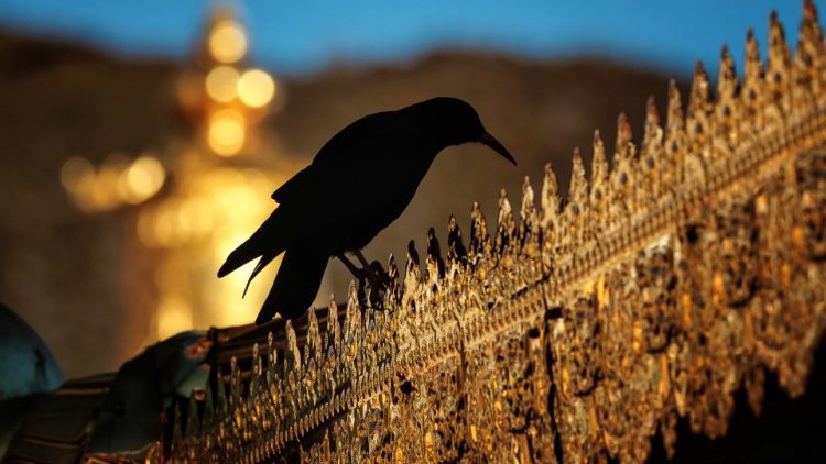 A crow stands on the fence of the Songzanlin Monastery