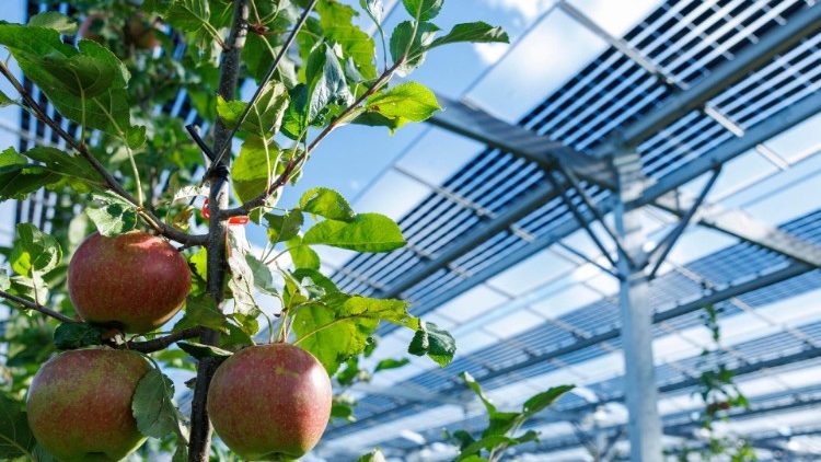Obstpflanzen unter Solarzellen