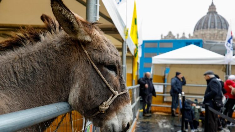 Los animales en la plaza de San Pedro por el día de San Antonio Abad