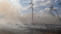 Ліс на Харківщині знищений бойовими діями   
