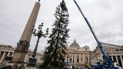 L'albero di Natale in Vaticano