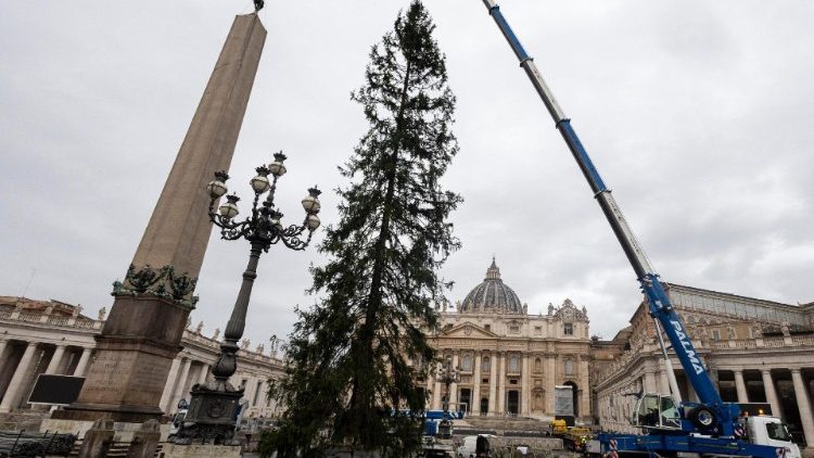 The Christmas tree from Ledro installed in St. Peter's Square