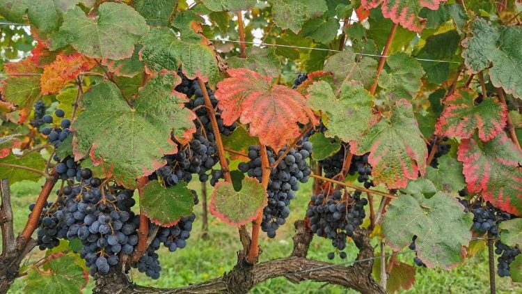 I dazi americani e il vino made in Italy