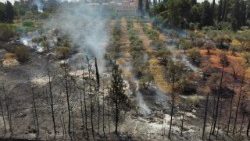 Más de mil bosques fueron arrasados por el macroincendio que sucedió a las afueras de Jerusalén.
