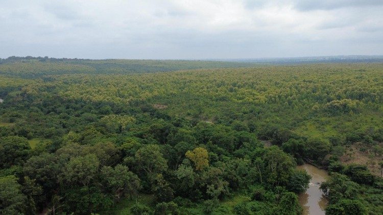 A forest in Nigeria