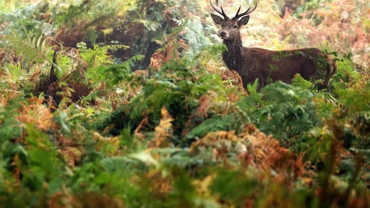 Deer rutting season in Richmond Park