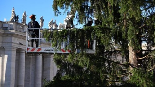 На Плошчы Святога Пятра ўсталявалі калядную ёлку