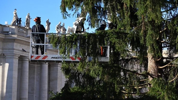 На Плошчы Святога Пятра ў Ватыкане ўсталявалі 27-метровую ёлку