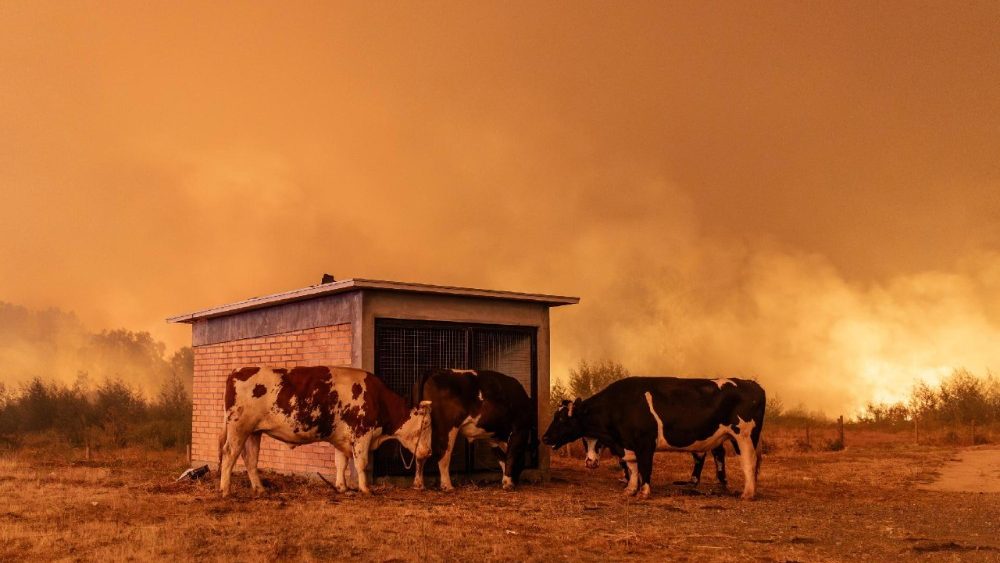 Vacas perto de um incêndio florestal em Penco, Chile, em 18 de janeiro de 2026. Um total de 16 pessoas morreram em vários incêndios florestais que ainda queimam no sul do Chile, nas regiões de Nuble e Biobío, conforme relatado pelo Ministro da Segurança Pública, Cordero. EPA/PABLO HIDALGO