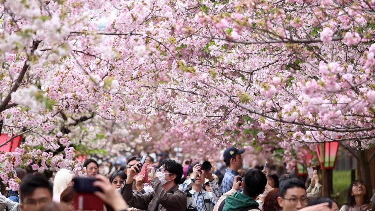 La fioritura dei ciliegi in Giappone (sakura) è un evento spettacolare che avviene solitamente tra fine marzo e inizio aprile