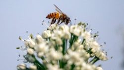 Dia Mundial da Biodiversidade