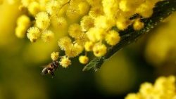 Mimosen