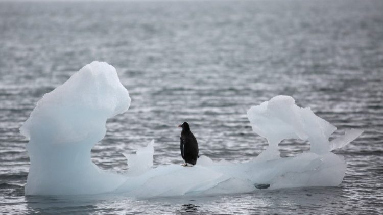 A penguin in Antarctica