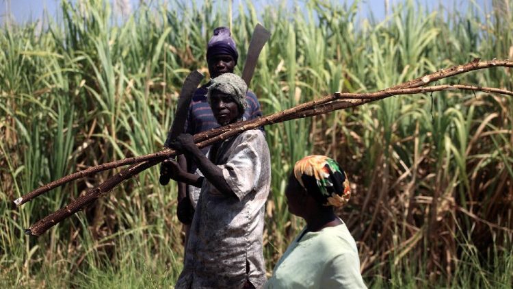 Arbeiter arbeiten auf einem kommerziellen Zuckerrohrfeld in der Gemeinde Numan im Bundesstaat Adamawa.