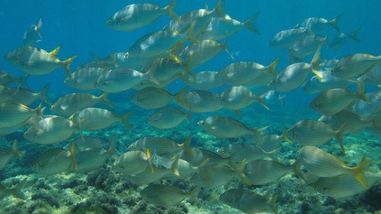 School of Salema fish