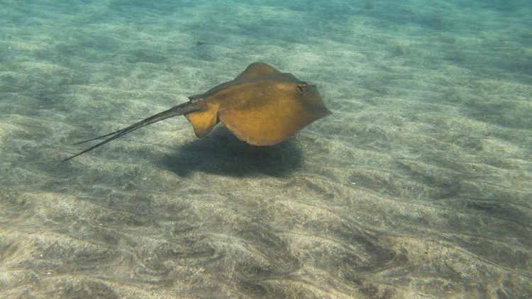Chuco Amarillo "Dasyatis Pastinaca", Canary Islands