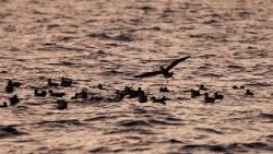 "Me gustaría expresar mi más sincero agradecimiento a los marinos cristianos y a todos sus compañeros de otras religiones y culturas", escribe Czerny.