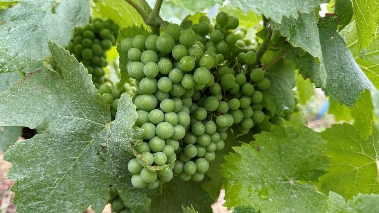 Grapes in a vineyard in Verzenay