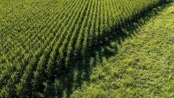 La lotta alla deforestazione passa dalla tracciabilità dei prodotti: una sfida ambientale che rischia di pesare sui piccoli produttori.